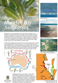 Seagrass Guide