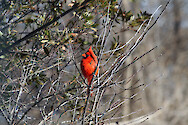 A Maryland native shrub, the surrounding winter foliage of this Northern bayberry (Myrica pensylvanica) shrub provided a male Northern cardinal (Cardinalis cardinalis) with a protected perch.