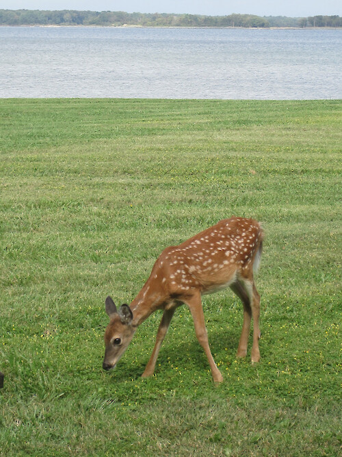 Fawn standing in the grass along the shoreline. 