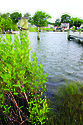 Shoreline on Duck Pond, Neavitt Maryland