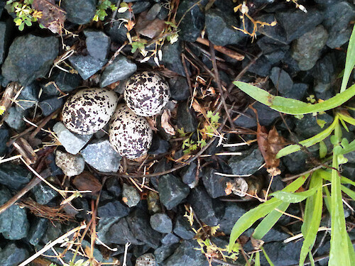 This killdeer nest of nothing more than a shallow depression in the gravel, was found a busy marina parking lot. The owners of the marina placed cinder blocks around the well-camouflaged nest to prevent cars from running over the eggs. The killdeer mother was standing nearby when this photo was taken.
This photo was taken in Easton, MD on May 22, 2014.