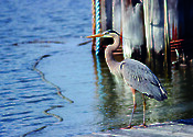 A blue heron scans the water for its fish dinner. On a Tred Avon River dockside at Easton Point, Easton, MD.