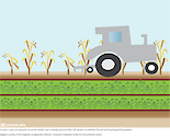 An image depicts the planting of cover crops, which grow during the winter season to stabilize the soil until the spring growing season.