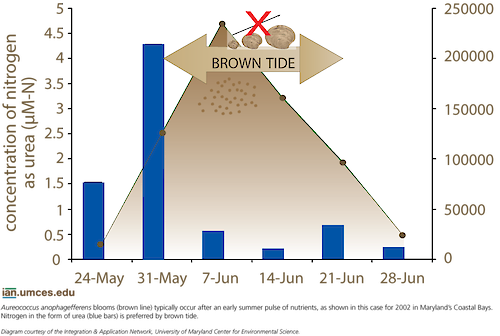 A graph shows the relationship between nitrogen levels and the brown tide cell concentrations in Maryland's Chesapeake and Coastal Bays. 