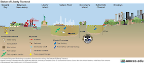 Conceptual diagram illustrating ecosystem characteristics along the Statue of Liberty Transect. Source: New York Harbor: Resilience in the face of four centuries of development. http://dx.doi.org/10.1016/j.rsma.2016.06.004