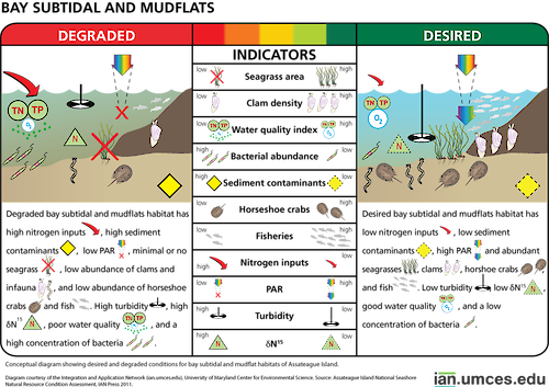 Diagram illustrating desired and degraded condition of bay subtidal and mudflat habitats of Assateague Island.