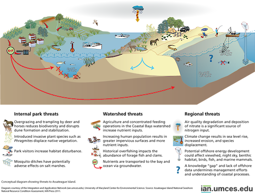 Diagram illustrating threats to Assateague Island.