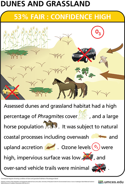 Conceptual diagram showing condition of dune and grassland habitats of Assateague Island.