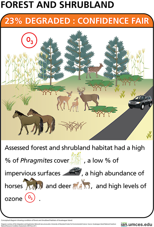 Conceptual diagram showing condition of forest and shrubland habitats of Assateague Island.