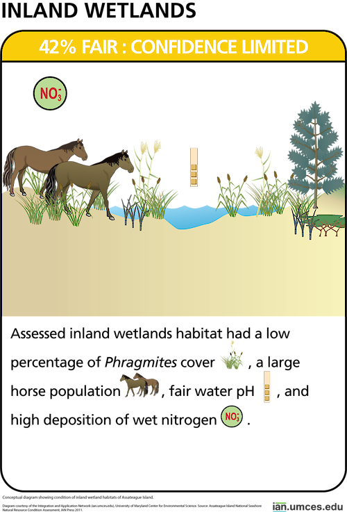 Conceptual diagram showing condition of inland wetland habitats of Assateague Island.