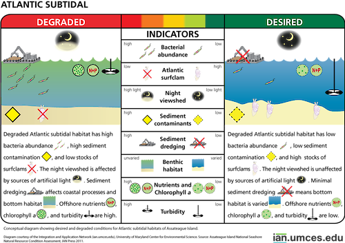 Diagram illustrating desired and degraded condition of Atlantic subtidal habitats of Assateague Island.