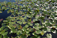 Water lilies in the Everglades at Royal Palm Visitor Center.