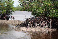Mangroves and oyster reefs in the Ten Thousand Islands, Florida.
