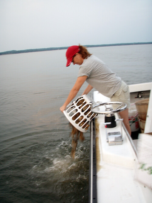 Transplanting oysters from Oyster Gardening program to a restoration reef in Chesapeake Bay