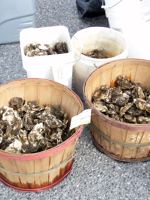 Oysters (Crassostrea virginica) are grown by Oyster Gardeners and redistributed to oyster restoration reefs throughout Chesapeake Bay by the Chesapeake Bay Foundation after growing for a season to minimize mortality from diseases and encourage community involvement