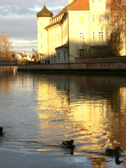 Ducks swim along the River Isar through the town of Landshut, Germany
