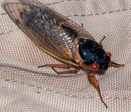 Cicada from Brood X 