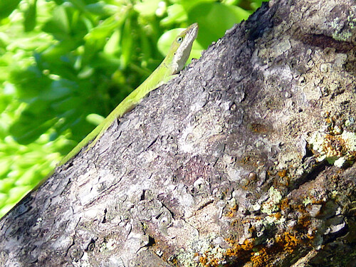 Lizard found on a tree along a hiking trail on Maui