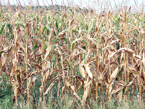 Corn and other crops withered during a 2007 drought across the Delmarva Peninsula in 2007 
