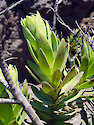 While a few plants do grow near the top of Haleakala Volcano, several exhibit stunted growth. 