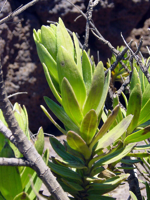 While a few plants do grow near the top of Haleakala Volcano, several exhibit stunted growth. 