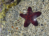 This starfish is in the collection at the Maui Ocean Center 