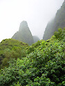 Rainforest on Maui 