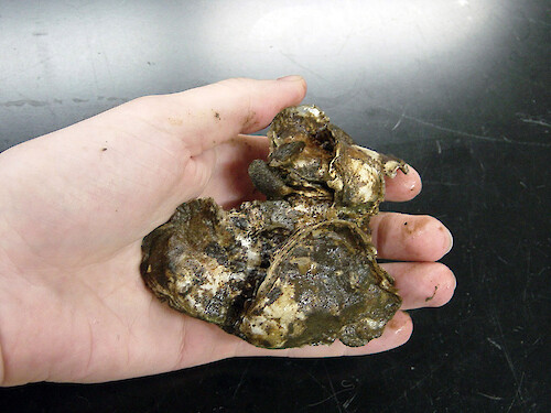 Eastern oyster (Crassostrea virginica) settle on other oyster shells, forming reef structures. These reefs attract other organisms as well, including mussels. 