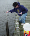 Winter sampling of oysters grown in a mesh bag at the Horn Point Laboratory dock for a seasonal analysis. 