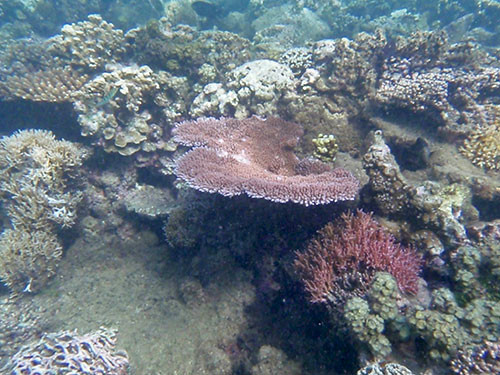 Samoa coral