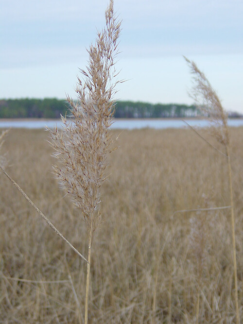 Marsh grasses in Blackwater National Wildlife Refuge