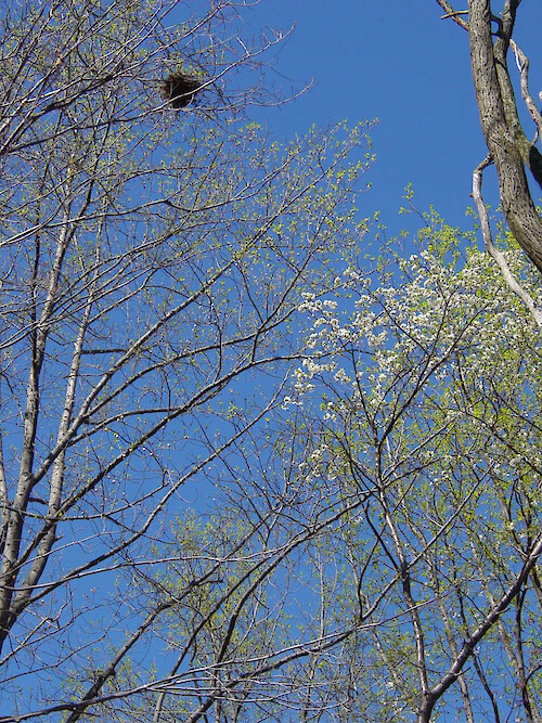 Trees bud during spring near the confluence of the Shenandoah and Potomac Rivers at Harper's Ferry, West Virginia. A bird's nest is also found. 