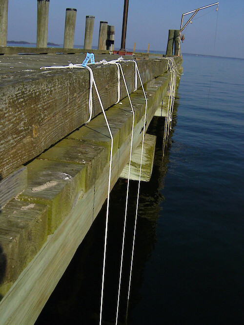 Oysters in bags hang off the side of the Horn Point Laboratory dock on the Choptank River on the Chesapeake Bay