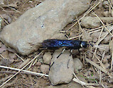 Insect found along trail at Blackwater Falls State Park