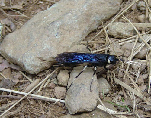 Insect found along trail at Blackwater Falls State Park