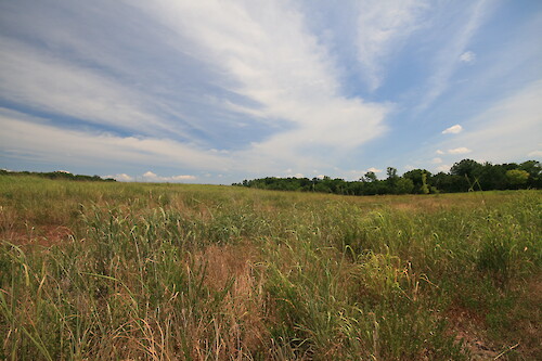 Warm-season grasslands in Manassas National Battlefield Park. Warm-season grasslands are ecologically diverse and provide habitat for many species of birds, insects, and small mammals