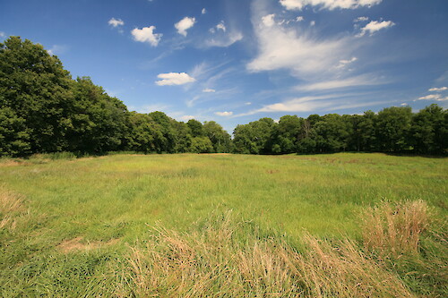 Warm-season grasslands near Bush Creek in Monocacy National Battlefield. Warm-season grasslands are ecologically diverse and provide habitat for many species of birds, insects, and small mammals