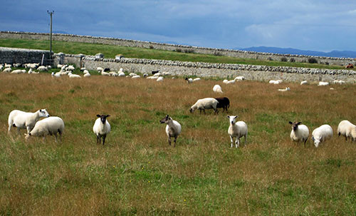 Sheep dot the countryside everywhere you go.