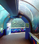 Reef HQ walk through aquarium tank