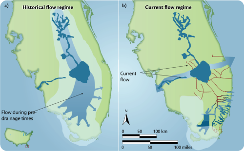 Conceptual diagram illustrating the current versus the historical flow regimes through the everglade wetlands, showing how water that once flowed south into the Everglades is now directed east and west. Based on information provided by the South Florida Water Management District, www.evergladesplan.org/doc/fs/_fl_bay_feas_study.pdf