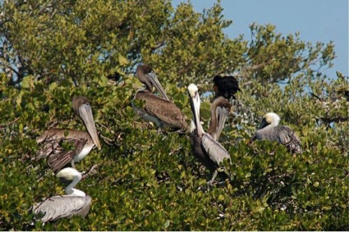 Bird Island is one of the most productive breeding grounds for more than 15 species of birds and a rookery/visiting grounds to even more species. Photo by Sunshine Wildlife Tours.