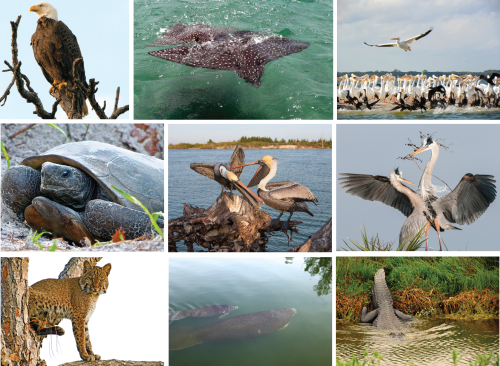 The Indian River Lagoon species composition is very diverse. Photos from Smithsonian Marine Station at Fort Pierce.