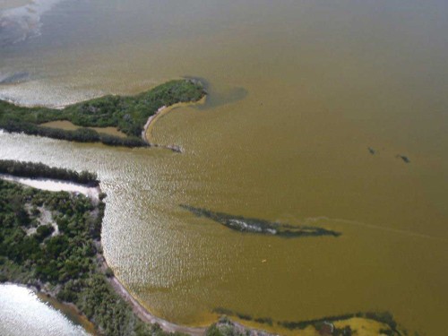 Aerial photograph of brown-tide bloom taken at the west end of the Haulover Canal in the northern Indian River Lagoon. Credit: St. Johns River Water Management District