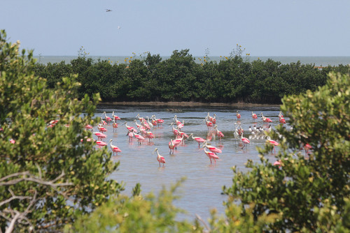 Colonail Waterbird Island in the Upper Laguna Madre, Texas. Credit: Creative Commons, US Department of Interior Flickr, photo by Frank Weaver.