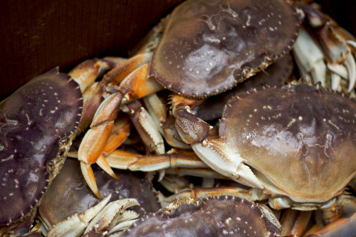 A photo of a Dungeoness Crab rather than a Blue Crab would drastically decrease the credibility of a report on the Chesapeake Bay. Photo retrieved from flickr creative commons user Max Wheeler.