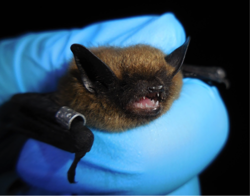 This photo of an Eastern small-footed bat being handled in the field was taken by Juliet Nagel and provides a direct view into what field sampling was like along with one of the species that was encountered during her study.