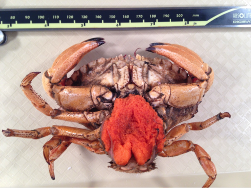 This photo of a female Jonah Crab taken by Noelle Olsen shows the size of the subject, includes a contrasting background and is cropped to only include the subject.