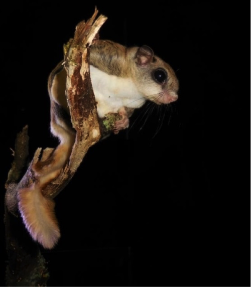 An example of rule of thirds focuses on a southern flying squirrel. Photo credit: Juliet Nagel