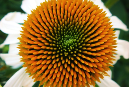 Juliet Nagel filled the frame with a white coneflower. The pattern displayed is mesmerizing. Its concentric colors of green, orange, to white ties in well. This image feels like the flower is up close and personal.