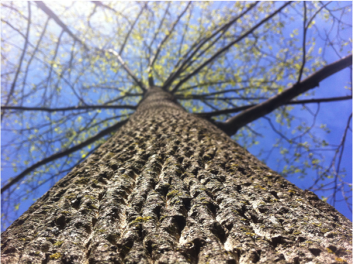 To capture this perspective of a tree (leading lines technique), Ben Wahl leaned up against the tree. In the foreground one can feel the roughness of the tree trunk. As your eyes follow the trunk to the top, you’re met by blue skies and a glimmer of sunlight just off to the left.
